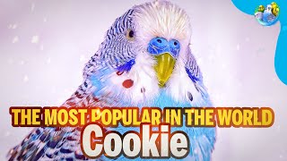 Story of the Most Famous Budgie Bird | Cookie |