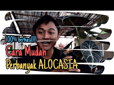 Video: Metode Perbanyakan Alocasia: Pelajari Tentang Perbanyakan Alocasia