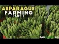 How to grow asparagus in the Philippines | Asparagus farming part 1