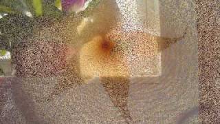 Donna's Flower