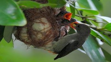 Javan banded pitta Bird Mother feeding thier hungry babies || #birds #animals #hungry