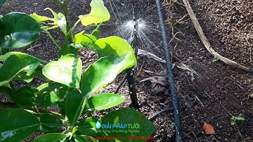 Béc tưới phun mưa chỉnh bán kính tưới cho cây ăn trái