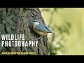 BIRD PHOTOGRAPHY | WOODLAND BIRDS | Nuthatches, Woodpeckers & Buzzards