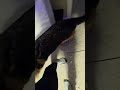dog vs air pt 1  #puppy #germanshepherd  #funny #dog #dogs #cute