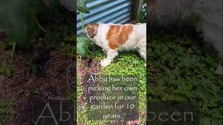 Dog Loves Picking Green Beans!