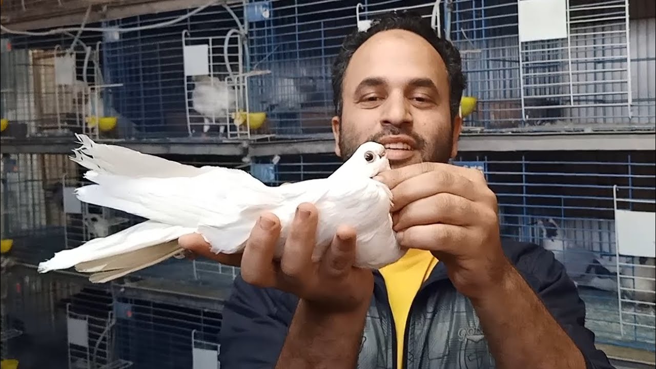 مجموعه حمام صافي للبيع وفرجة زغلولين بلق سود