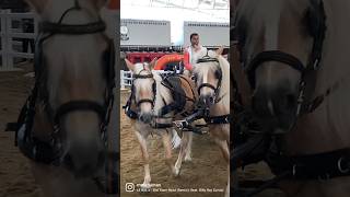 Al Shaqab Eid Break Celebration Ii Ar Rayyan