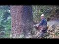 #Non-professionals please do not imitate #Logging #Chopping trees #Chainsaw #Logging