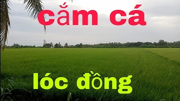 cắm câu cá lóc dính cá như vậy hỏi sao không mê cho được NI NGUYỄN TV #73