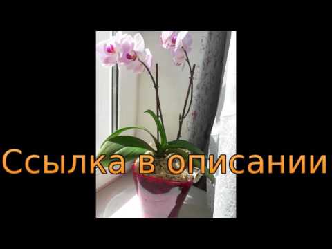 как пересадить орхидею