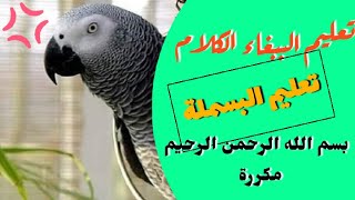 تعليم الببغاء الكلام ( بسم الله الرحمن الرحيم)