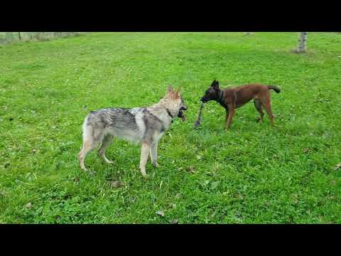 Video: Wolfhound: Luonne Ja Ulkopinta