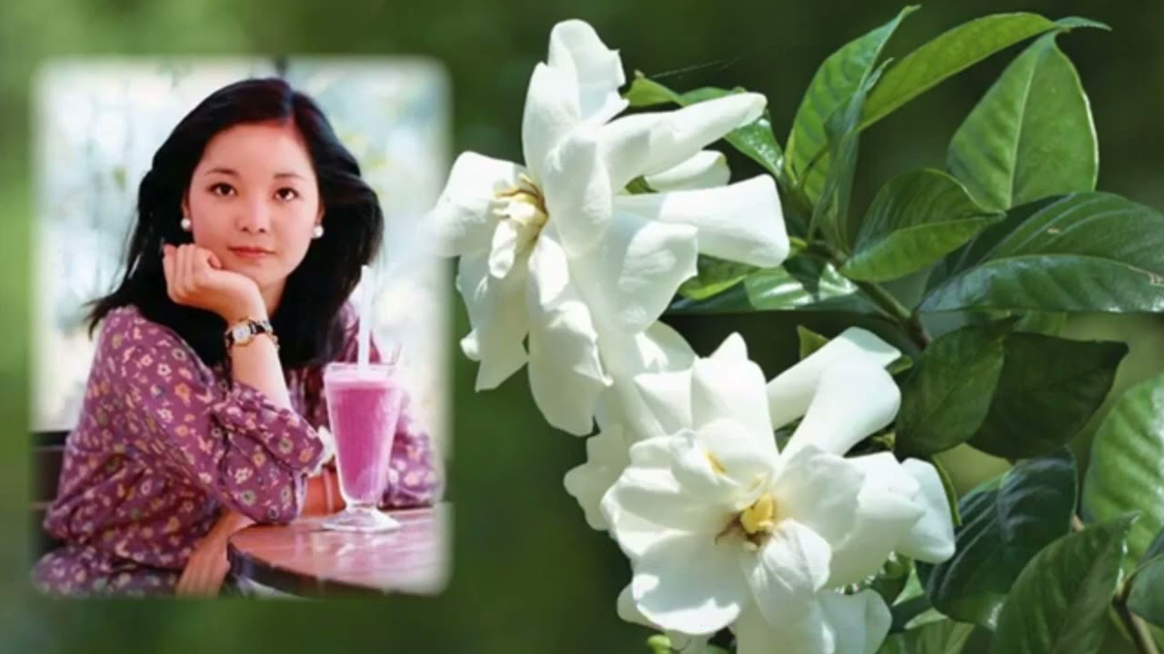 くちなしの花 (梔子花，中譯) (國語歌名 “逍遙自在” ) (鄧麗君 唱 Teresa Teng テレサ・テン)   7-12-2024