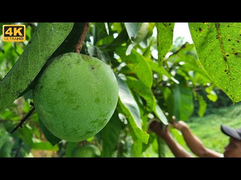 Video: Groene Mango's Met Chili, Zout En Suiker