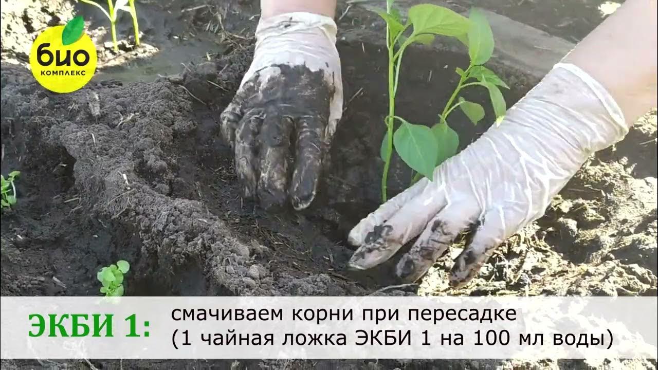 ЭКБИ - YouTube