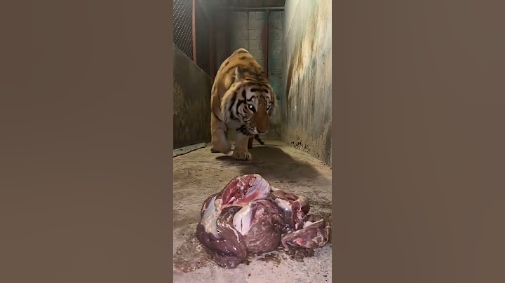 قوة زئير النمر البنغالي اتناء العشاء *The roar of the Bengal tiger