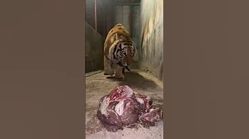 قوة زئير النمر البنغالي اتناء العشاء The Roar Of The Bengal Tiger 