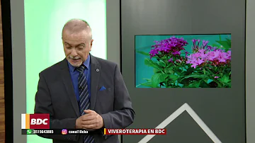 Como cultivar pentas Lanceolata?