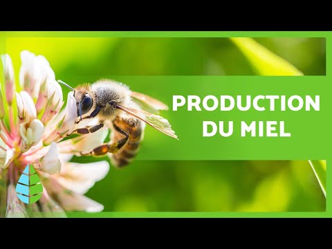 Vidéo: Les abeilles mangent-elles du miel ou en fabriquent-elles ?