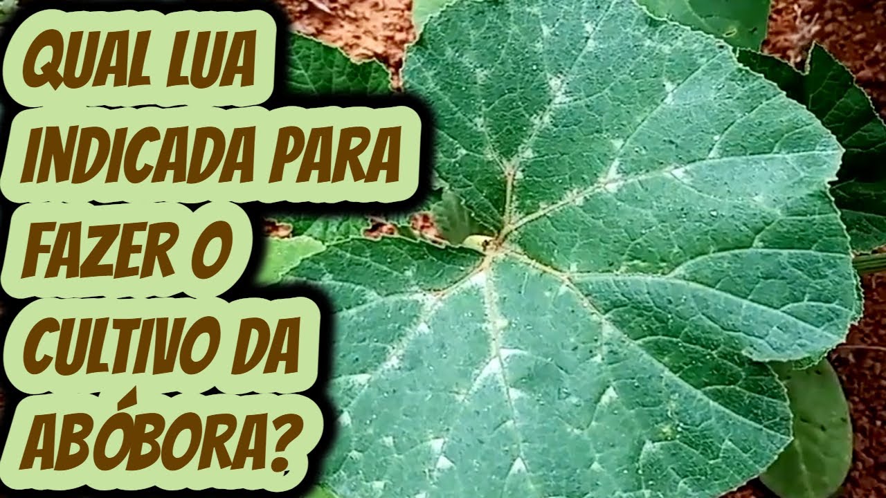 Qual a melhor fase da lua para iniciar uma plantação de abóbora e ter ...