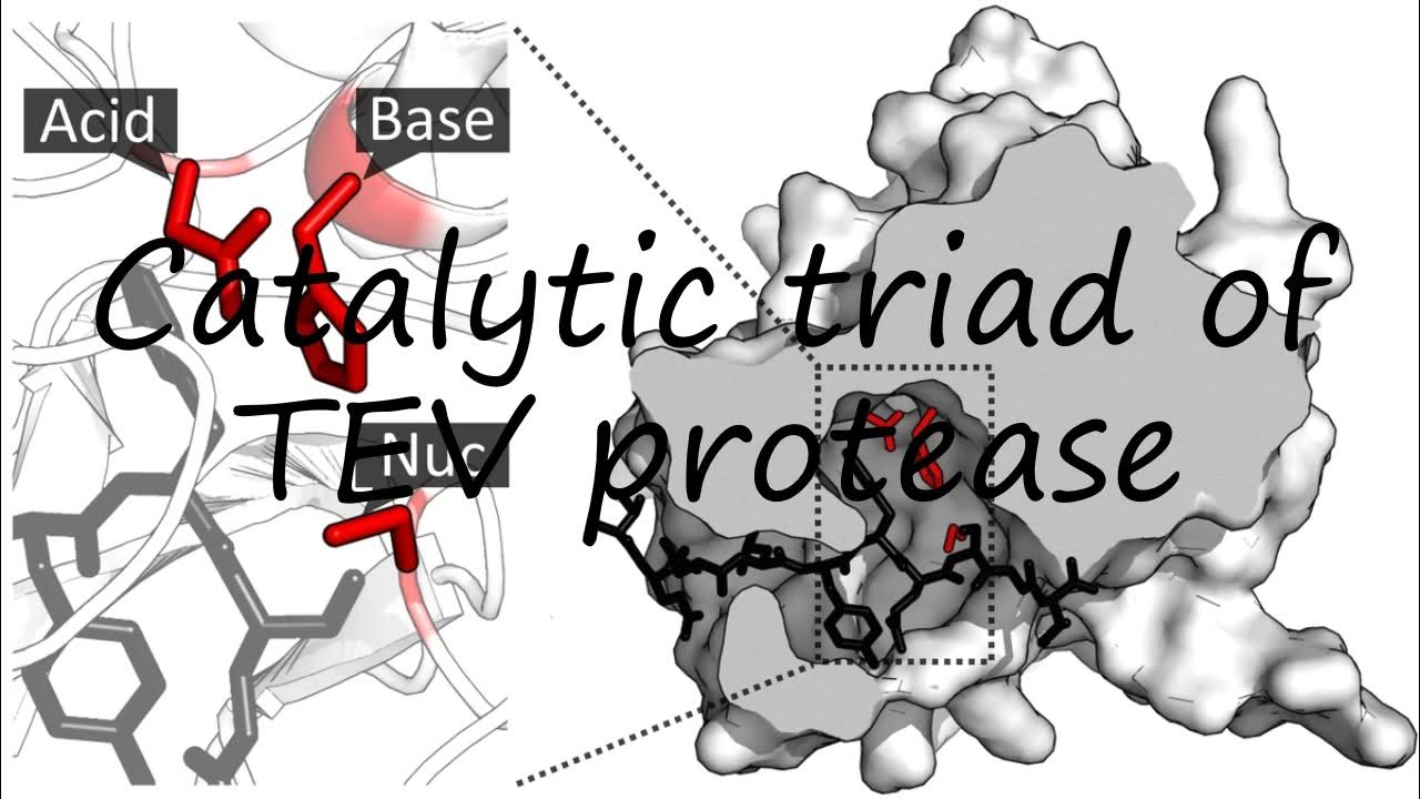 How to pronounce Catalytic triad of TEV protease in English? - YouTube