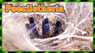 Poecilotheria regalis/metallica - Erfahrungsbericht | Anfängerspinne?