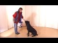 команда Сидеть - дрессировка собак дома с нуля