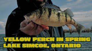 YELLOW PERCH IN THE SPRING ON LAKE SIMCOE
