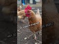 Chicken and dog roast humans #funnyanimals #animalshorts #funnyshorts #dogshorts #chicken #shorts