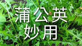 蒲公英妙用- 家裡寶貴但常常被扔掉的野菜. (附）田七葉 