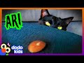 Sweet spooky kitty has the strangest best friend  happy halloween  dodo kids