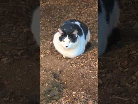 ميني موجديديوتيوب شورتس