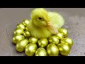 Pekin ducklings hatching Golden Eggs - Stop Motion Relaxing ASMR Catching Koi, Frogs, Seafood Cuckoo