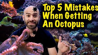Top 5 Mistakes People Make When Buying an Octopus