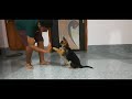 German Shepherd Puppy 9 Weeks Old Basic Obedience training | Most Intelligent Dog Breed 😍👻