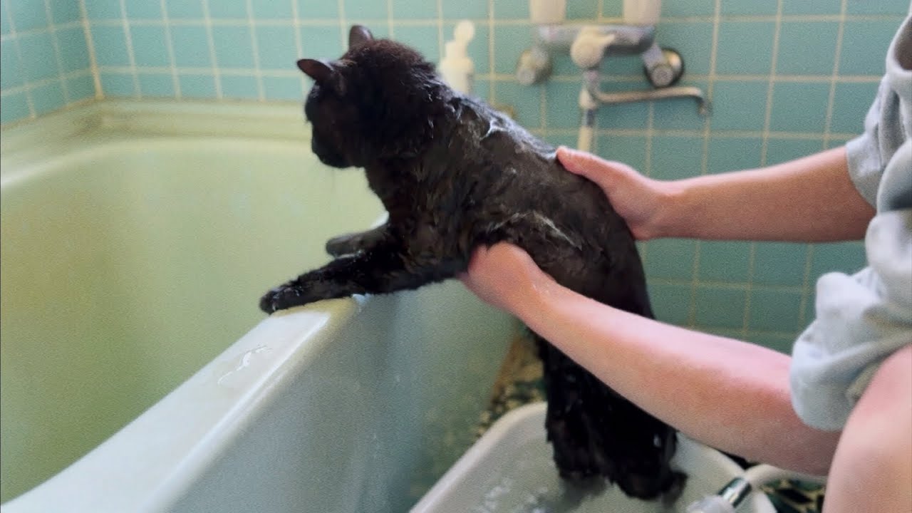A77 入浴中猫ちゃん うちにも来てほしい！ お風呂の中を覗く子猫の姿に