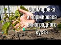 Как правильно сформировать куст винограда. Нормировка куста побегами