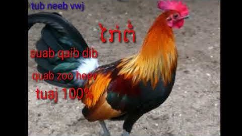 lau qaib dib qua zoo heev tuaj ib 100% 2023