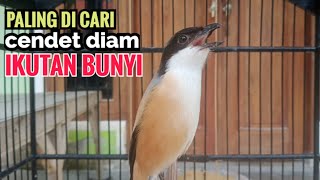 Suara Pancingan Cendet Gacor Di Pagi Hari Toet toet Paling Di Cari Buat Cendet Diem Ikutan Bunyi