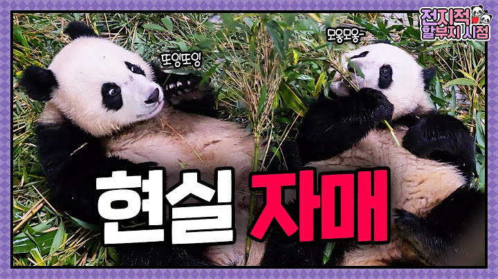 "Into the world again 👀" How will Rui and Hui react to  their childhood room? ✨│Panda World