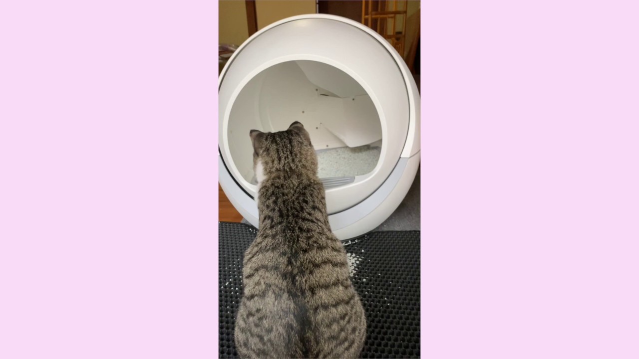 PETREE ペッツリー 猫用自動トイレ 使ってみた