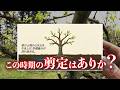 柿の木の剪定#41 【4月の剪定はありなのか？】