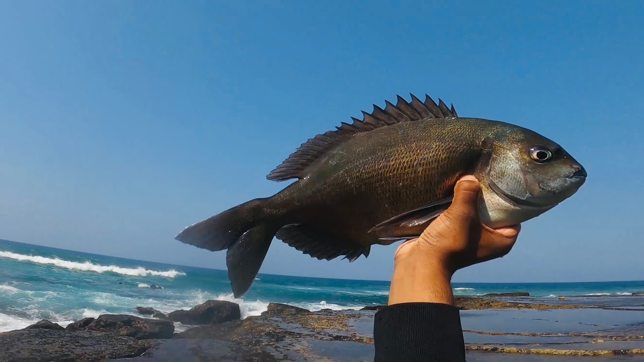 Copper Bream (Bronze Bream) of the rocks on prawn bait. Fishing