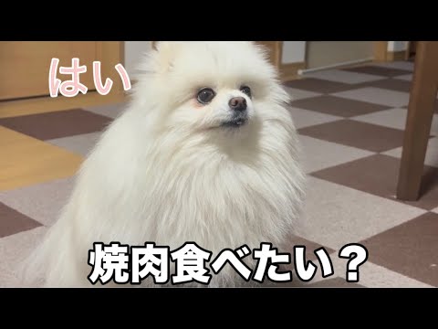 焼肉食べたい?って聞くと可愛く返事をするポメラニアンが面白すぎた