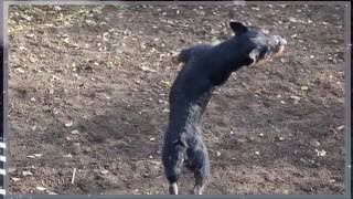 Ягдтерьеры Artur Machi Meeri Machete Утренняя Зарядка