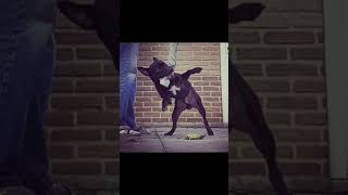 Bsl Black And White Bull & Terrier Dog Art, Historic And Modern By Spartan Law. Patterdale Irish Sbt