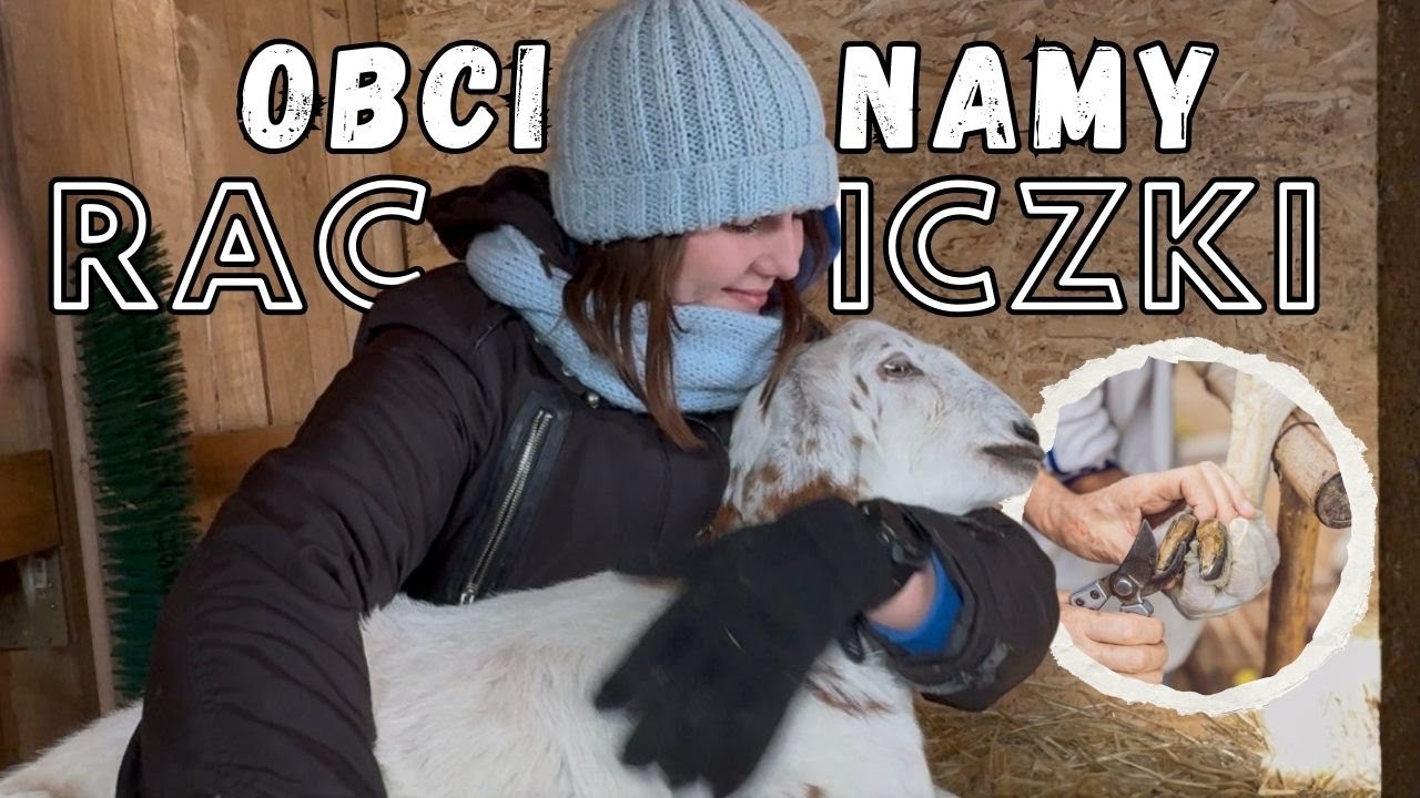 SAME KORYGUJEMY RACICE KOZOM! Zakopany quad i spacer z Tosią 🫏