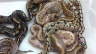 2013 Clutch #2 out of the eggs!!!