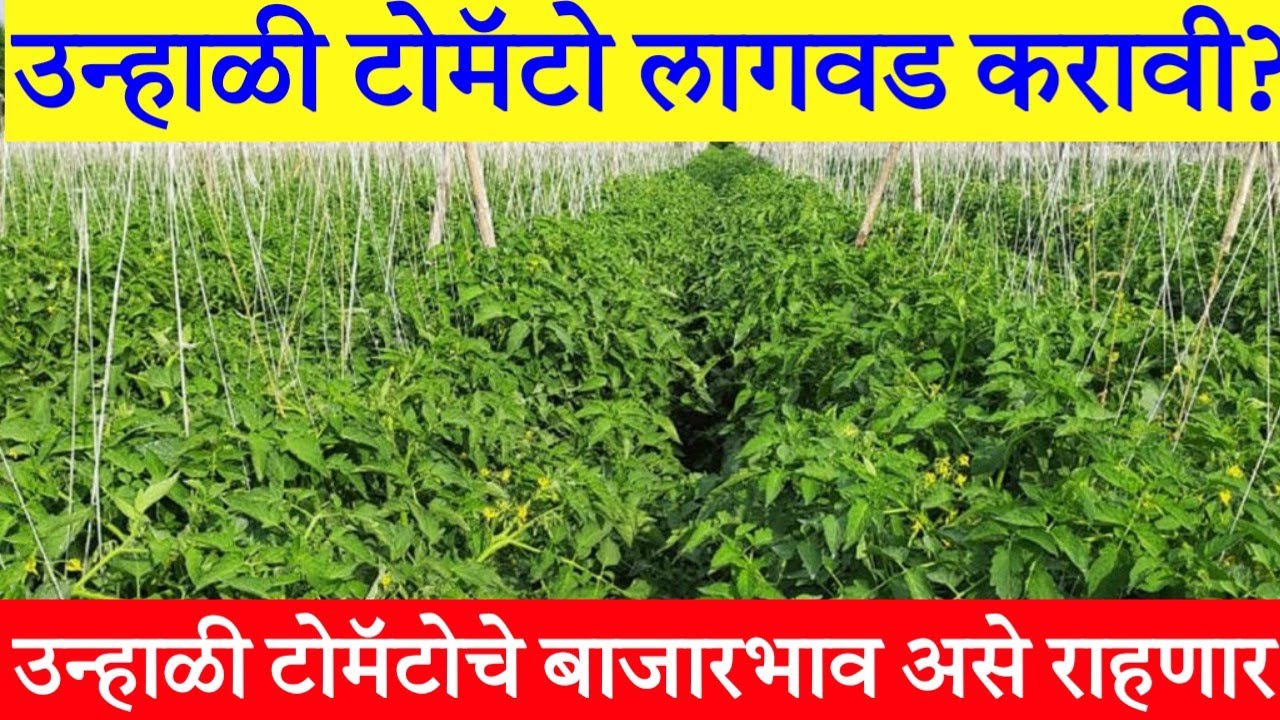 फेब्रुवारी मार्चमध्ये टोमॅटो लागवड फायदा होणार का? / उन्हाळी टोमॅटो लागवड / tomato lagwad