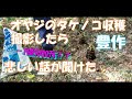 オヤジのタケノコ収穫撮影したら、悲しい話が聞けた